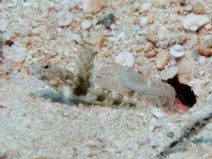 Pink Pyjama Snapping Shrimp with Tomiyamichthys latruncularia, Fan Shrimpgoby