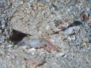 Pink Pyjama Snapping Shrimp with Tomiyamichthys nudus, Scaleless Shrimpgoby