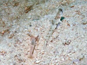 Pink Pyjama Snapping Shrimp with Tomiyamichthys oni, Monster Shrimpgoby