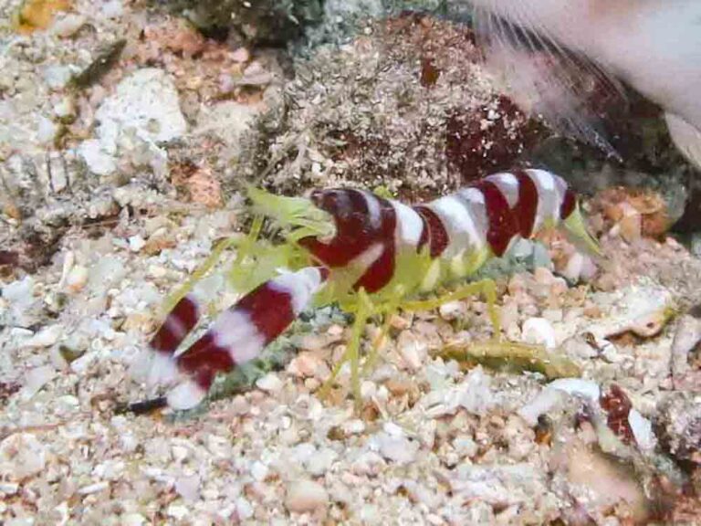 Randall’s Snapping Shrimp, Alpheus randalli