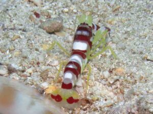 Randall’s Snapping Shrimp, Alpheus randalli