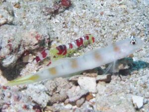 Randall’s Snapping Shrimp, Alpheus randalli