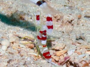 Randall’s Snapping Shrimp, Alpheus randalli