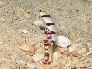 Randall’s Snapping Shrimp, Alpheus randalli