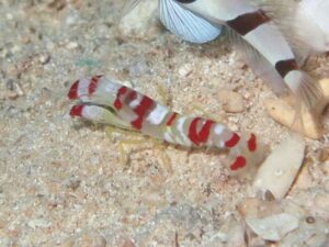 Randall’s Snapping Shrimp, Alpheus randalli