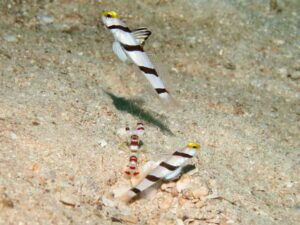 Randall’s Snapping Shrimp, Alpheus randalli