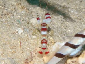 Randall’s Snapping Shrimp, Alpheus randalli