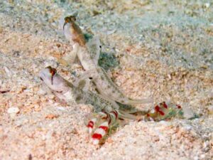 Randall’s Snapping Shrimp, Alpheus randalli