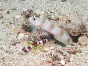 Randall’s Snapping Shrimp with Amblyeleotris yanoi, Flagtail Shrimpgoby