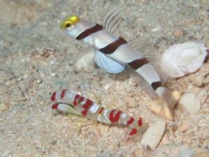 Randall’s Snapping Shrimp with Stonogobiops xanthorhinica, Yellow-nose Shrimpgoby