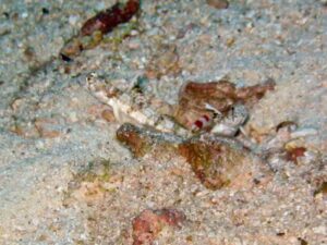 Randall’s Snapping Shrimp with Tomiyamichthys alleni, Allen’s Shrimpgoby