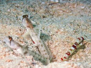 Randall’s Snapping Shrimp with Tomiyamichthys oni, Monster Shrimpgoby