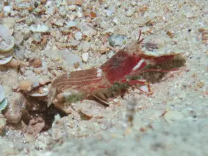 Red Pyjama Shrimp Alpheus ochrostriatus