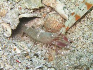 Red Pyjama Snapping Shrimp, Alpheus ochrostriatus