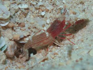 Red Pyjama Snapping Shrimp, Alpheus ochrostriatus