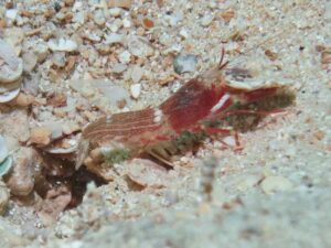 Red Pyjama Snapping Shrimp, Alpheus ochrostriatus