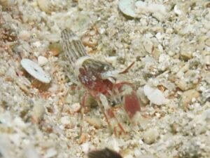 Red Pyjama Snapping Shrimp, Alpheus ochrostriatus