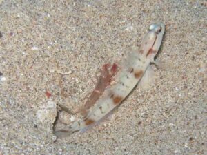 Red Pyjama Snapping Shrimp with Amblyeleotris gymnocephala, Mask Shrimpgoby