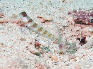 Red Pyjama Snapping Shrimp with Amblyeleotris periophthalma, Broadbanded Shrimpgoby