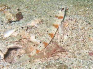 Red Pyjama Snapping Shrimp with Amblyeleotris rubrimarginata, Redmargin Shrimpgoby