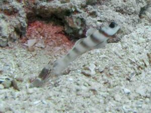 Red Pyjama Snapping Shrimp with Amblyeleotris steinitzi, Steinitz’s Shrimpgoby