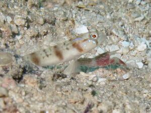 Red Pyjama Snapping Shrimp with Amblyeleotris stenotaeniata, Thinbar Shrimpgoby