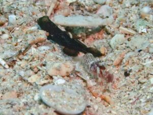 Red Pyjama Snapping Shrimp with Cryptocentrus fasciatus, Y-bar Shrimpgoby