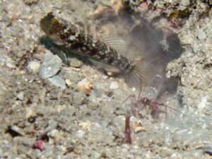 Red Pyjama Snapping Shrimp with Cryptocentrus sericus, Ventral-barred Shrimpgoby