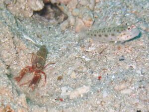 Red Pyjama Snapping Shrimp with Ctenogobiops pomastictus, Goldspeckled Shrimpgoby