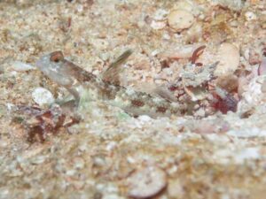 Red Pyjama Snapping Shrimp with Tomiyamichthys latruncularia, Fan Shrimpgoby