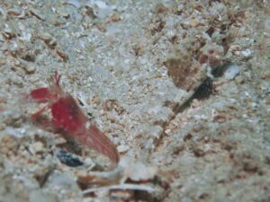 Red Pyjama Snapping Shrimp with Tomiyamichthys nudus, Scaleless Shrimpgoby