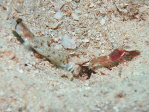 Red Pyjama Snapping Shrimp with Tomiyamichthys oni, Monster Shrimpgoby