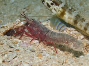 Red Snapping Shrimp, Alpheus species 9