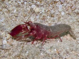 Red Snapping Shrimp, Alpheus species 9