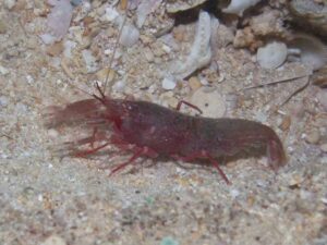 Red Snapping Shrimp, Alpheus species 9