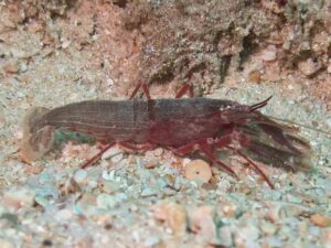 Red Snapping Shrimp, Alpheus species 9