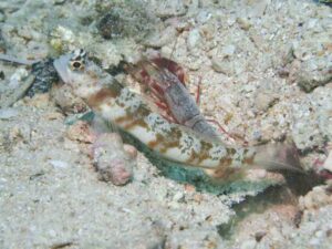 Red Snapping Shrimp with Amblyeleotris periophthalma, Broadbanded Shrimpgoby