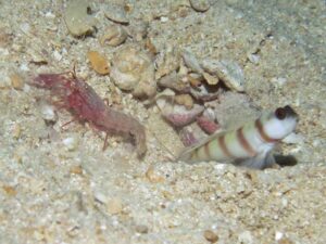 Red Snapping Shrimp with Amblyeleotris steinitzi, Steinitz’s Shrimpgoby