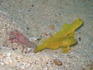 Red Snapping Shrimp with Cryptocentrus cinctus, Yellow Shrimpgoby