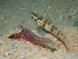 Red Snapping Shrimp with Cryptocentrus sericus, Ventral-barred Shrimpgoby