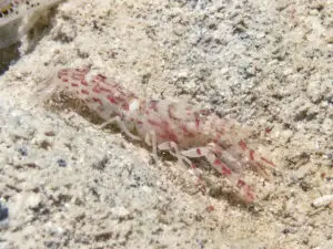 Red-Speckled Shrimp Alpheus species 10