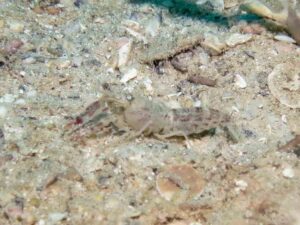 Red-Speckled Snapping Shrimp, Alpheus species 10