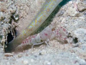 Red-Speckled Snapping Shrimp, Alpheus species 10