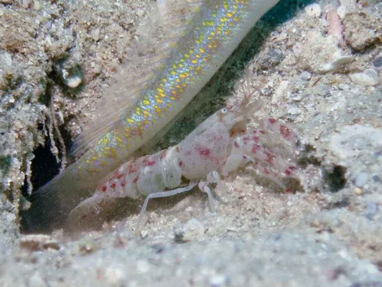 Red-Speckled Snapping Shrimp, Alpheus species 10