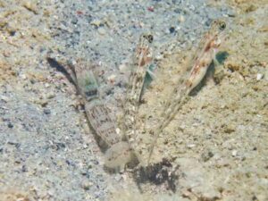 Red-Speckled Snapping Shrimp, Alpheus species 10