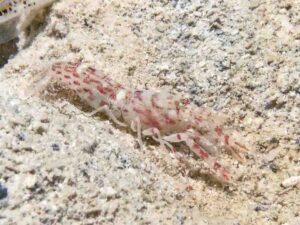 Red-Speckled Snapping Shrimp, Alpheus species 10