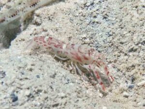 Red-Speckled Snapping Shrimp, Alpheus species 10