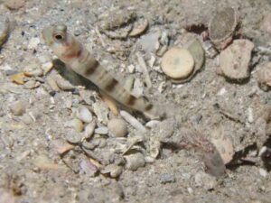 Red-Speckled Snapping Shrimp with Amblyeleotris fontanesii, Giant Shrimpgoby