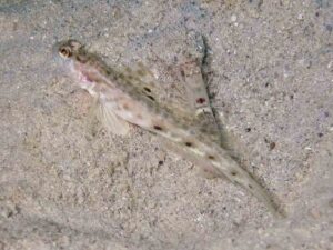 Red-Speckled Snapping Shrimp with Lanceolate Shrimpgoby Tomiyamichthys lanceolatus