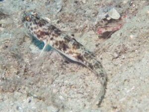 Red-Speckled Snapping Shrimp with Tomiyamichthys tanyspilus, Longspot Shrimpgoby